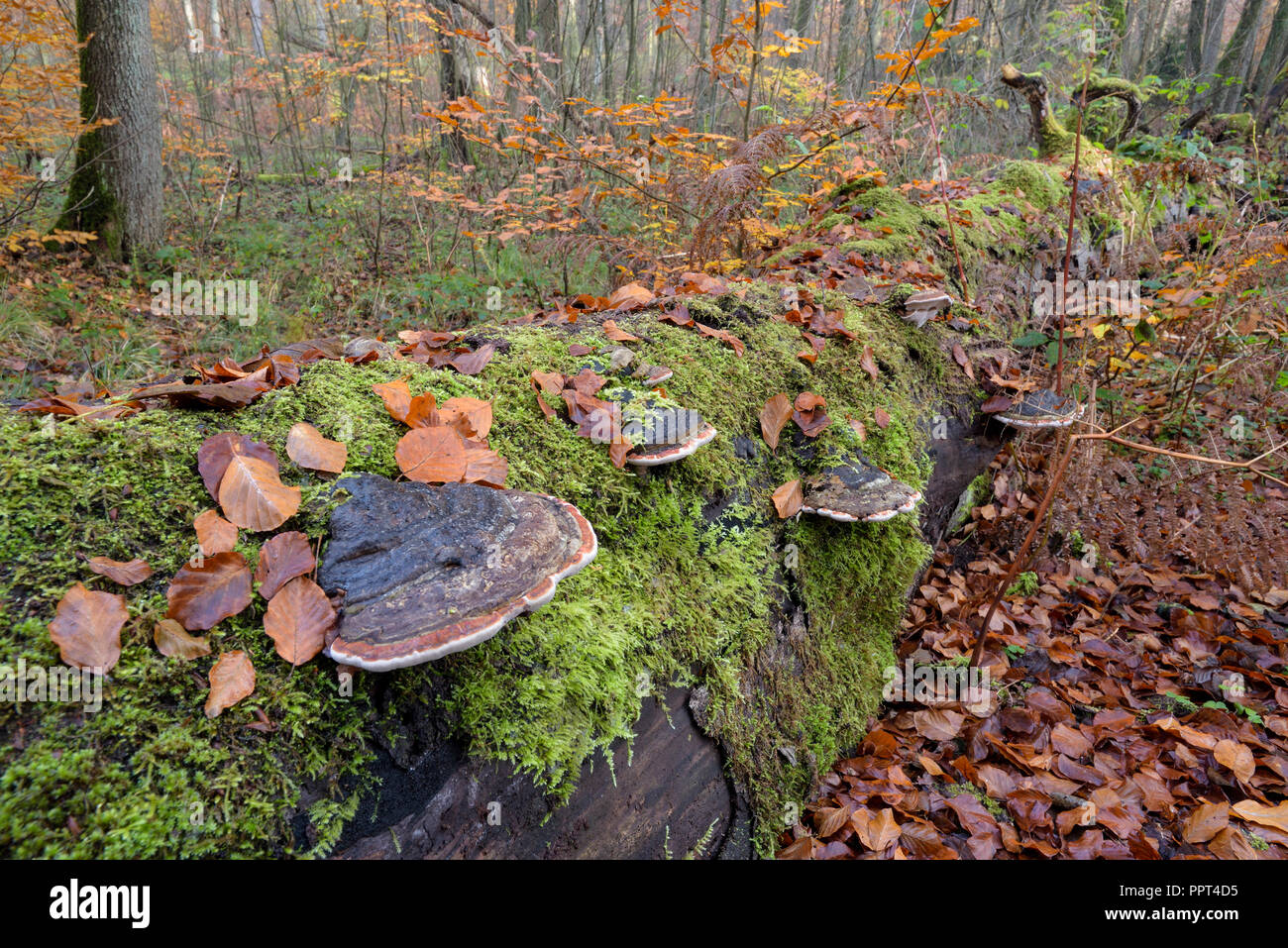 Mushroom à un arbre mort, novembre, Oberhausen, Allemagne Banque D'Images