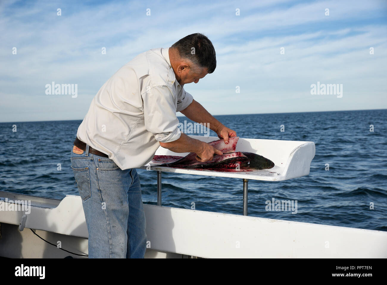 Homme nettoie un poisson pris sur un bateau de pêche de location, Cape Cod, Massachusetts, États-Unis. Banque D'Images