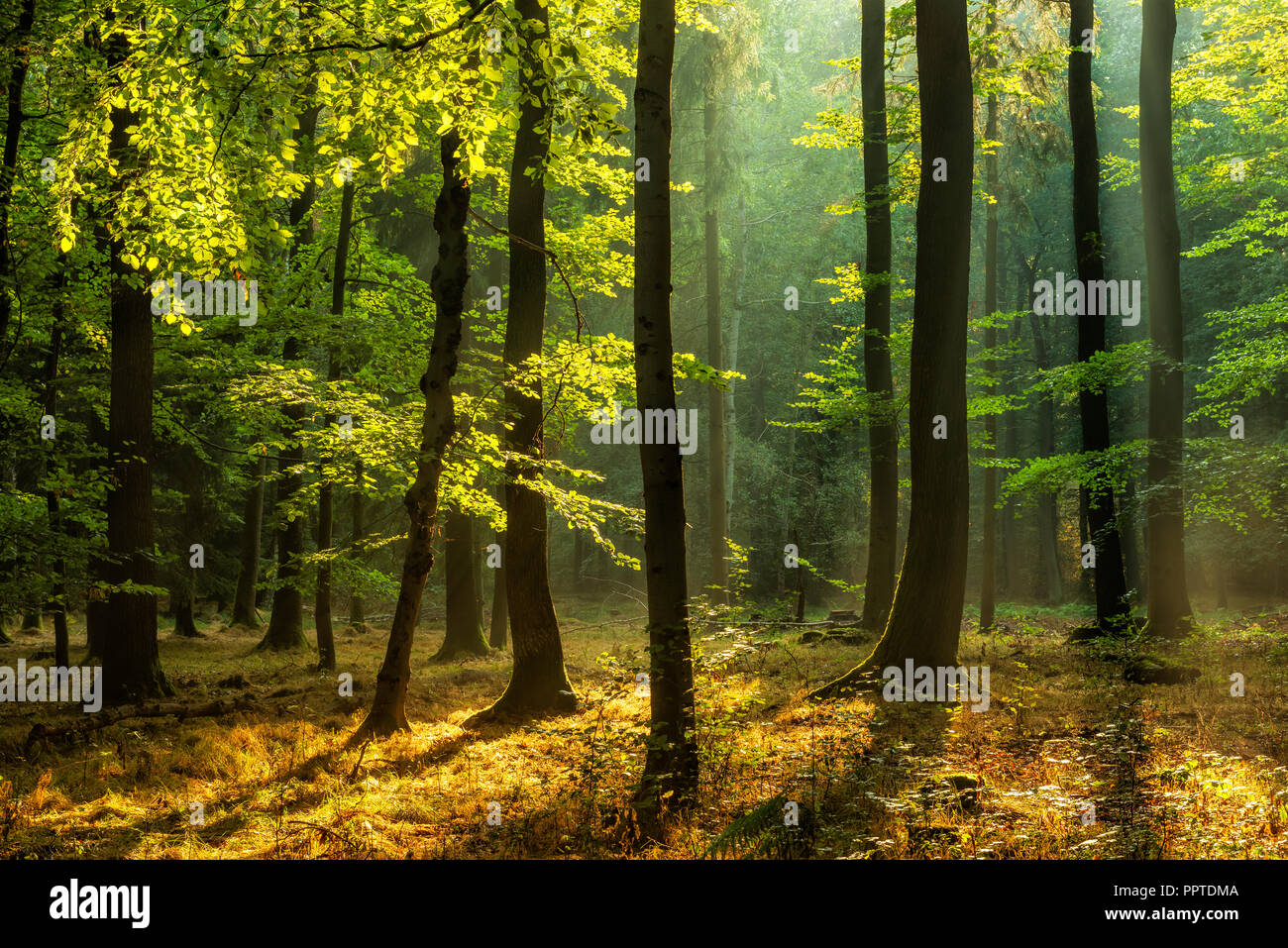 Forêt de feuillus naturels de chênes et de hêtres sur la Finne, lumière du matin, le soleil brille à travers la brume Banque D'Images