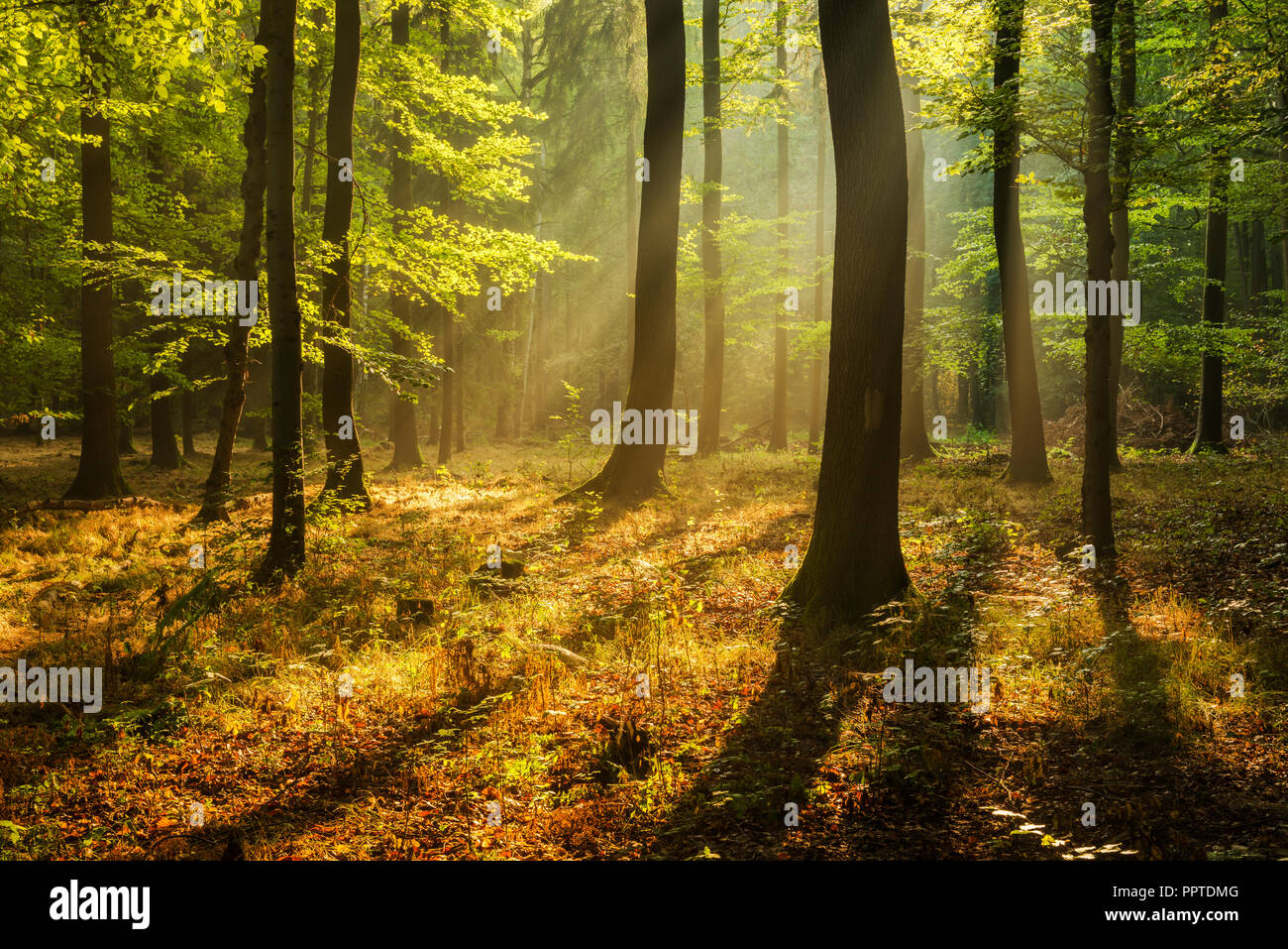 Forêt de feuillus naturels de chênes et de hêtres sur la Finne montagne dans la lumière du matin, le soleil brille à travers la brume Banque D'Images