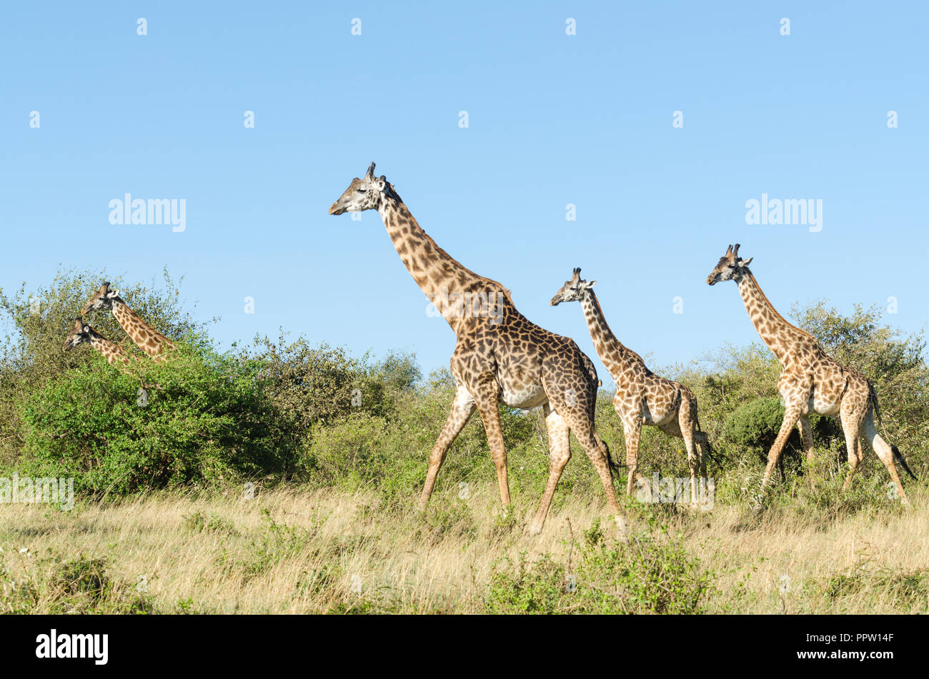 Les Girafes Masai dans Masai Mara National Reserve, Kenya Banque D'Images