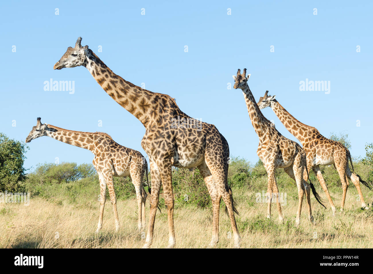 Les Girafes Masai dans Masai Mara National Reserve, Kenya Banque D'Images