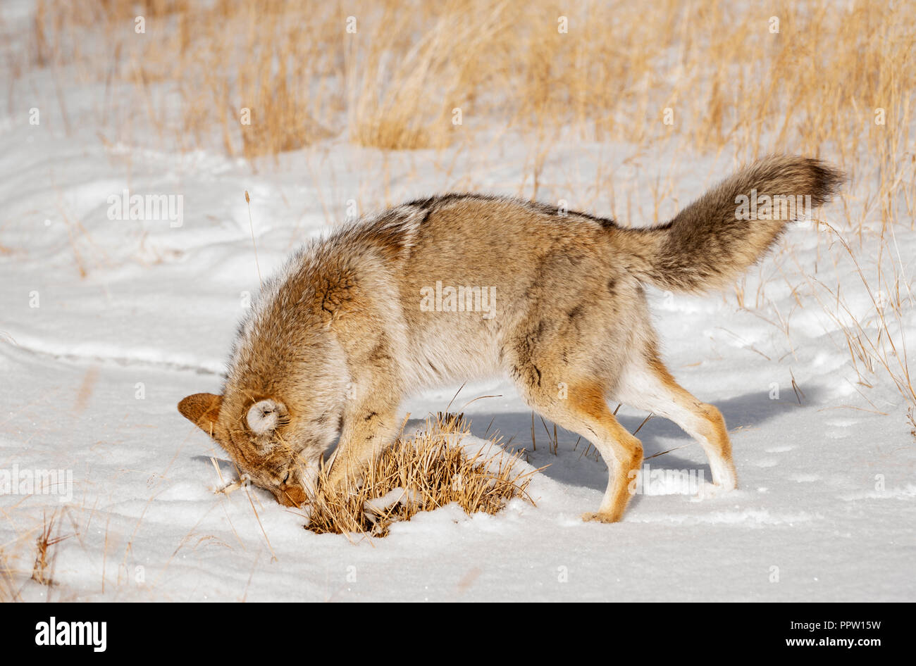 Le Coyote, chasse les souris, le Parc National de Yellowstone, Wyoming, Hiver Banque D'Images
