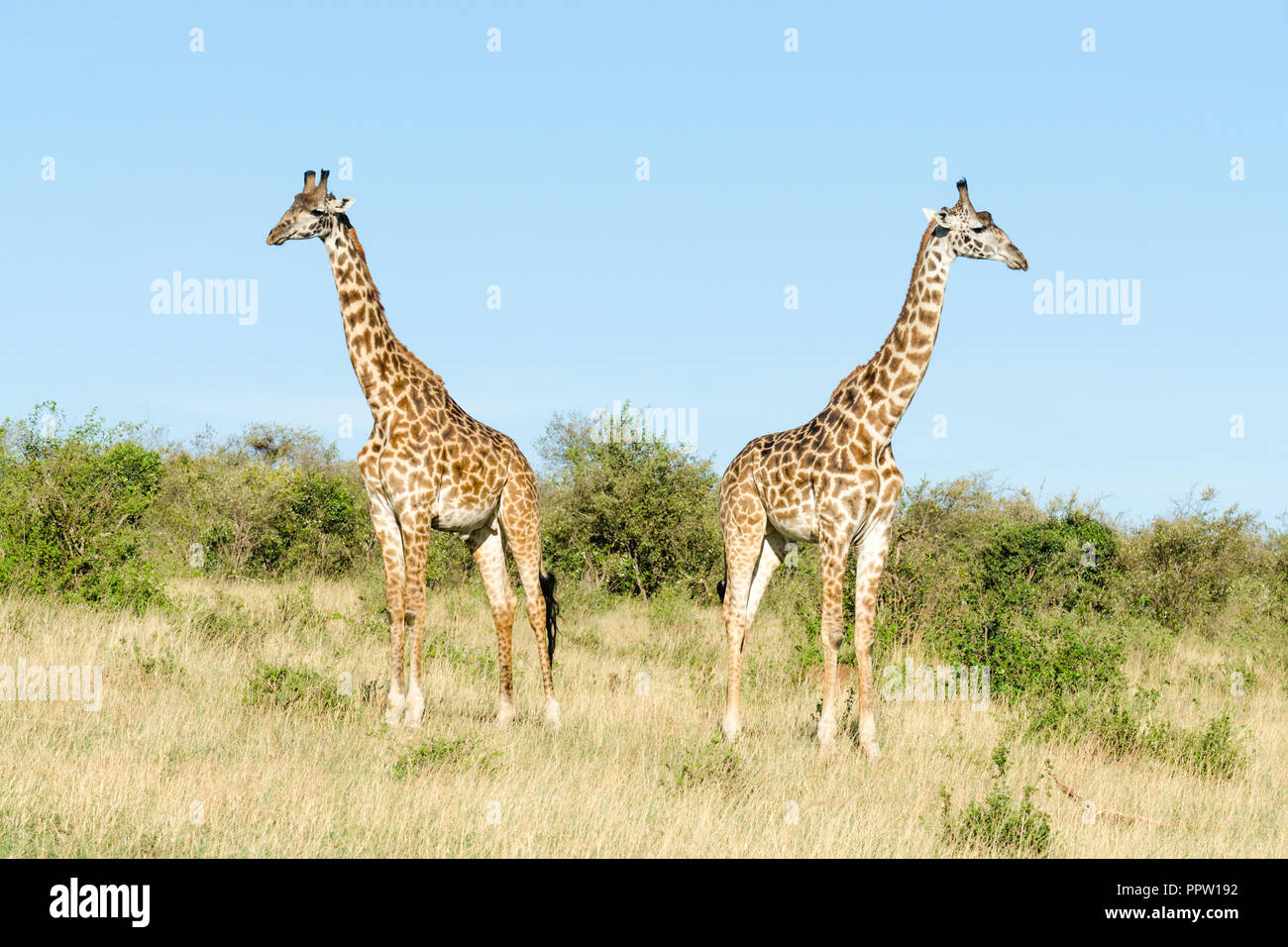 Les Girafes Masai dans Masai Mara National Reserve, Kenya Banque D'Images