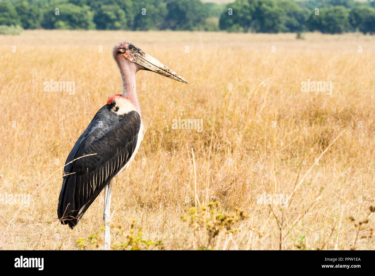 Marabou stork, Maasai Mara National Reserve, Kenya Banque D'Images
