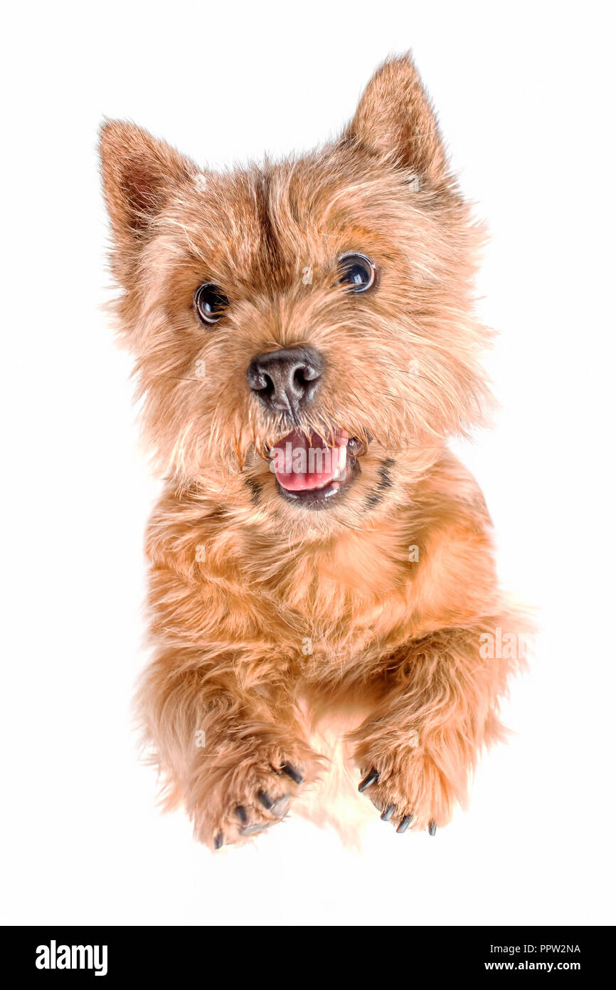 Portrait d'un petit chien (Norwich Terrier). Le chien se dresse sur ses pattes arrières avec sa langue traîner sur un fond blanc (isolé). Banque D'Images