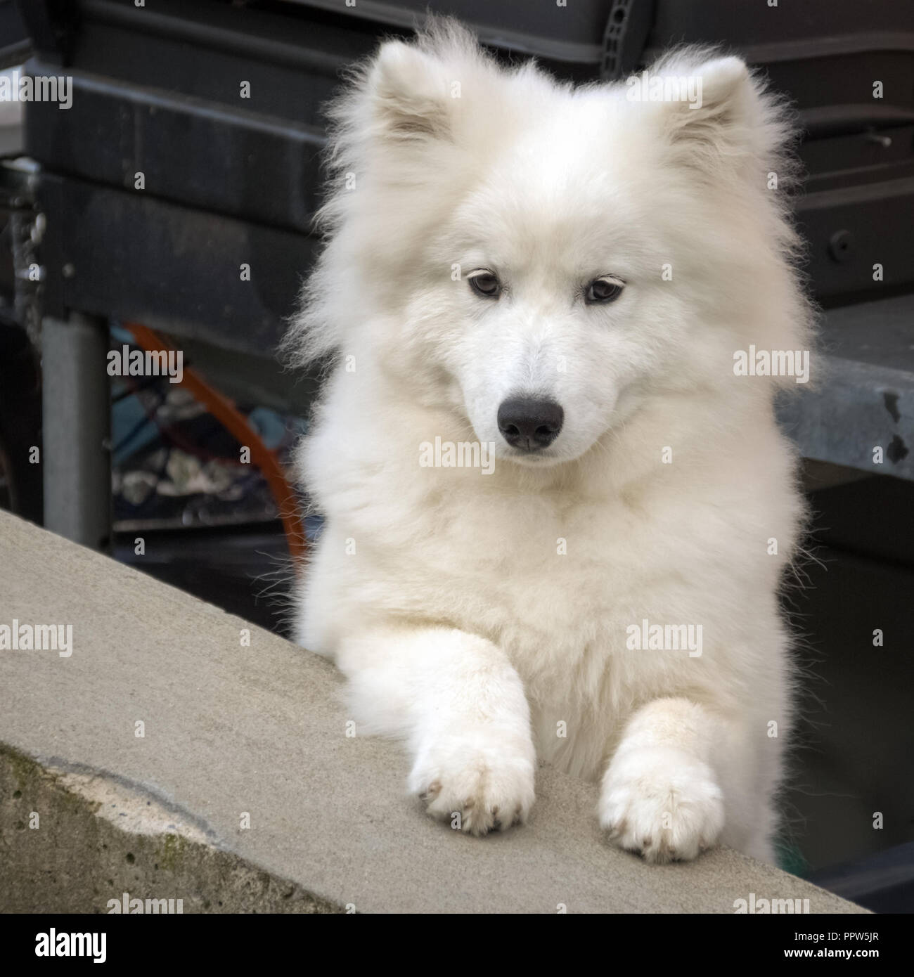 Chiot Samoyède de Nice. Le Samoyède est un grand chien de troupeaux et prend son nom de l'Samoyedic peuples autochtones de Sibérie. Banque D'Images