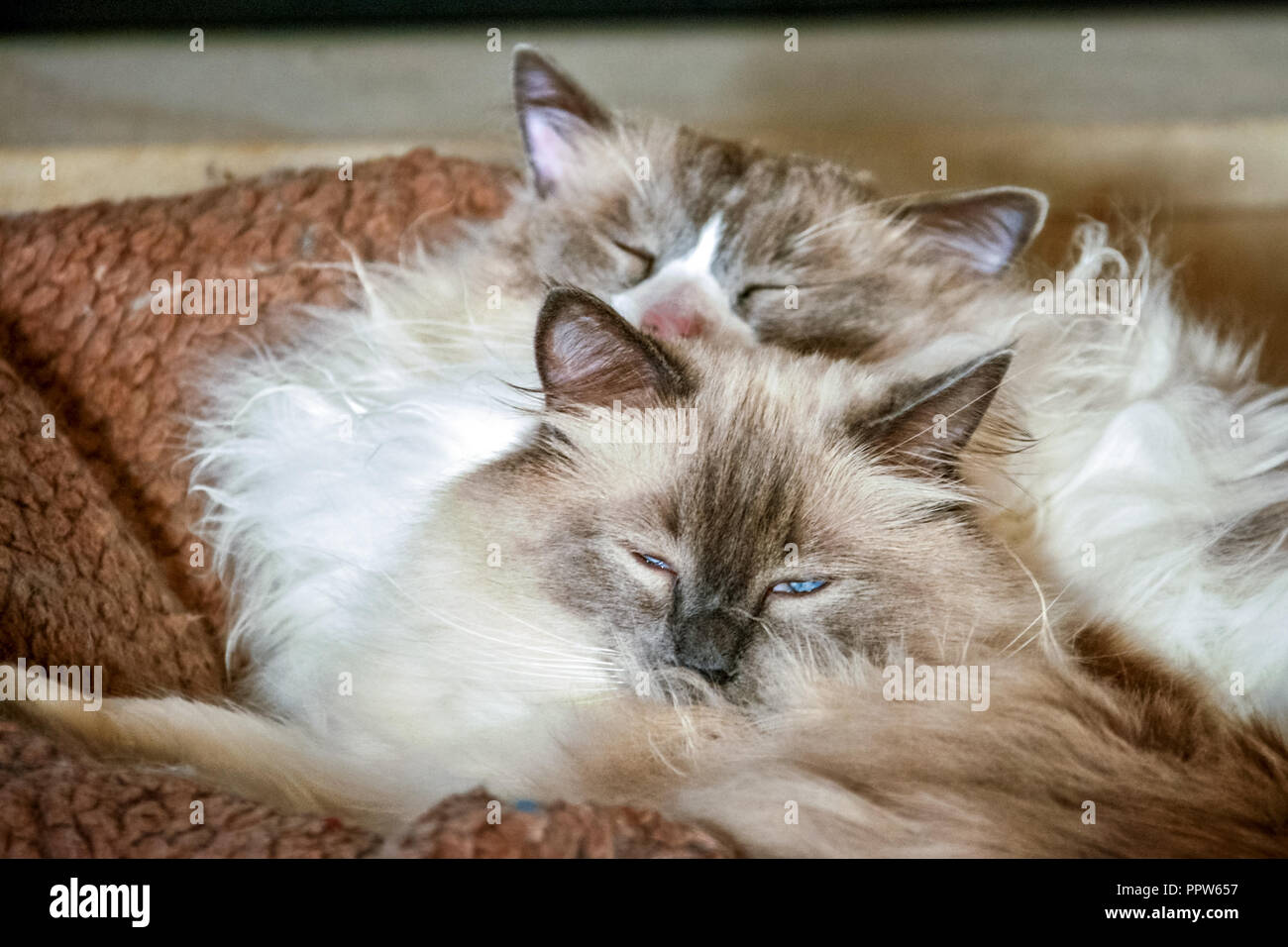 Deux beaux chats Ragdoll. Il est mieux connu pour son tempérament calme et docile et affectueux. Banque D'Images