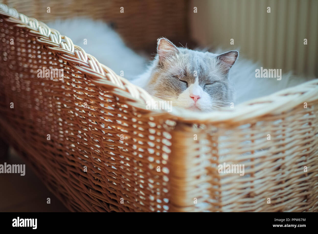Les chats de Ragdoll sont mieux connu pour son tempérament docile et affectueux. Le nom est dérivé de la tendance d'aller retour quand ramassé. Banque D'Images