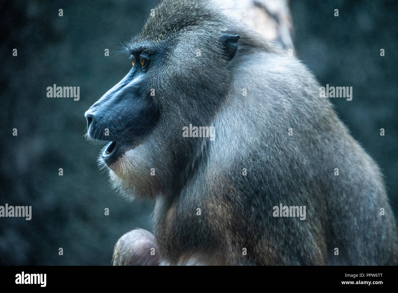 Singe de forage (Mandrillus leucophaeus) au Zoo d'Atlanta à Atlanta, Géorgie. (USA) Banque D'Images