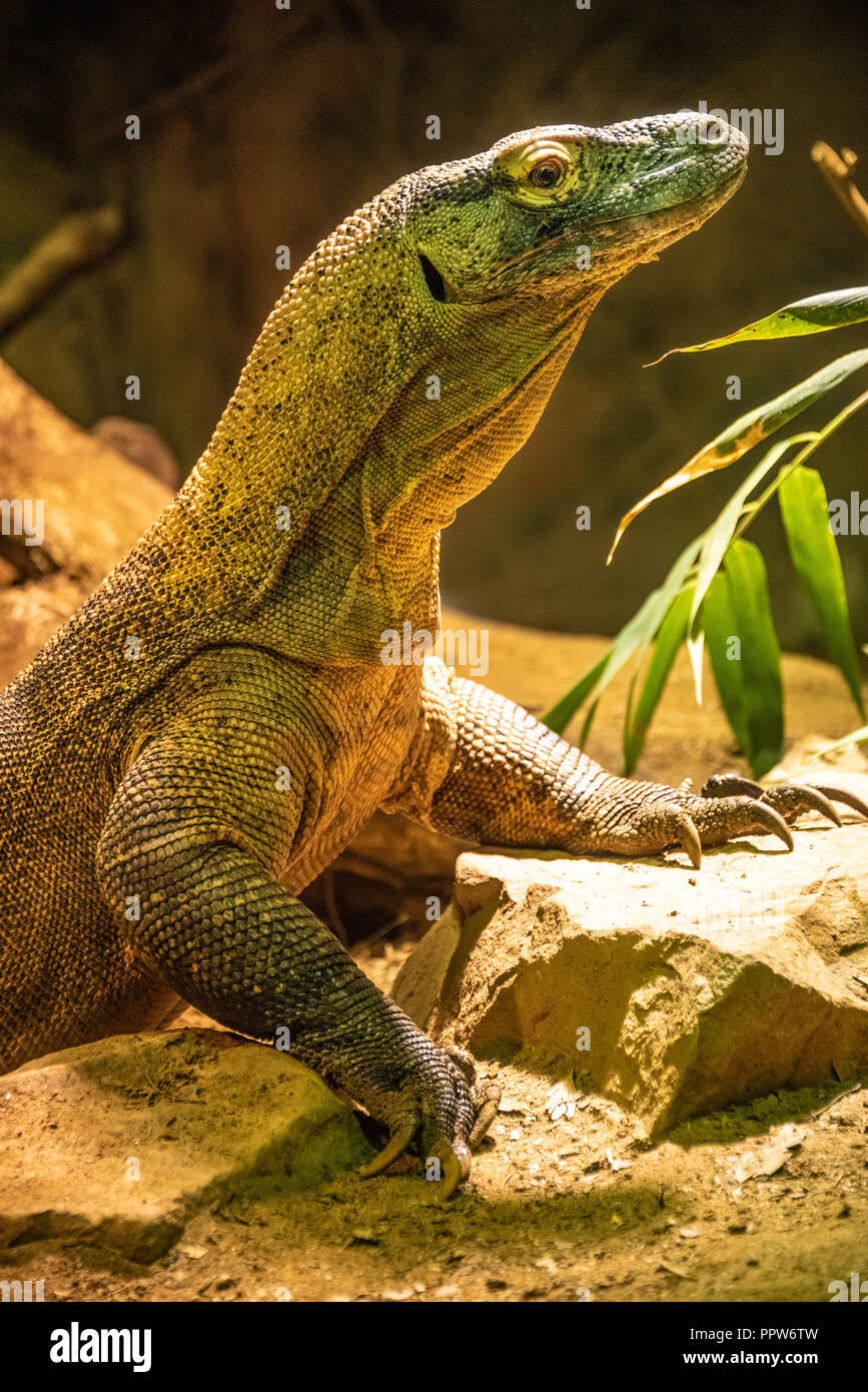 Dragon de Komodo (Varanus komodoensis) au Zoo d'Atlanta près du centre-ville d'Atlanta, Géorgie. (USA) Banque D'Images