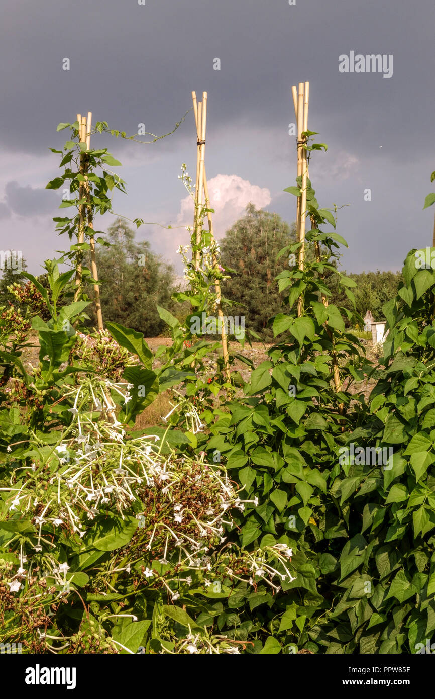 Les haricots verts poussent sur la vigne dans le jardin de légumes Banque D'Images