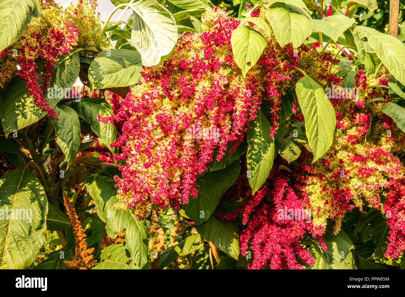 L'Amarante, Amaranthus cruentus poussant dans le jardin de légumes Banque D'Images