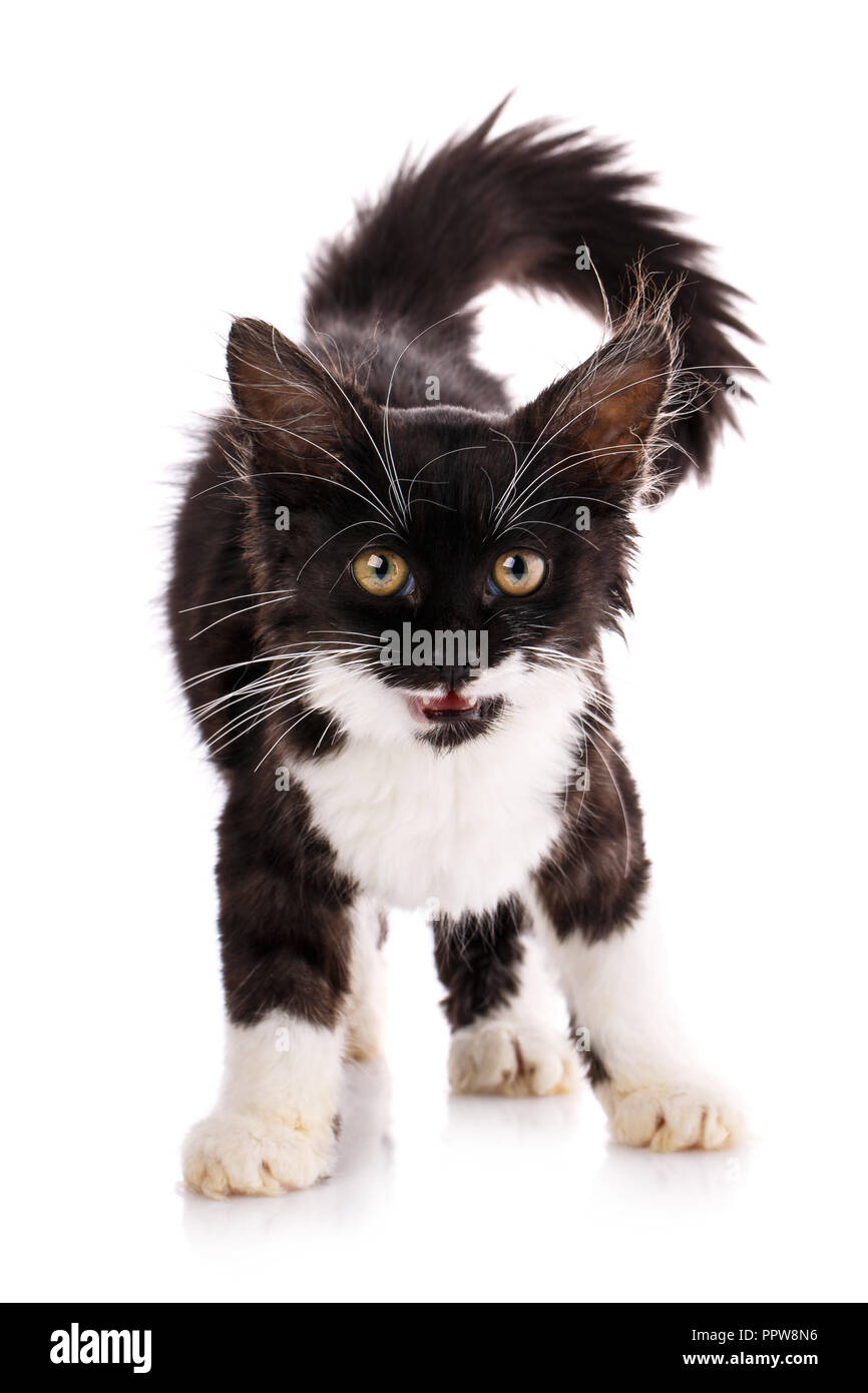 Chaton Mignon Fluffy Souleve Sa Queue Chaton Noir Et Blanc Isole Sur Fond Blanc Photo Stock Alamy