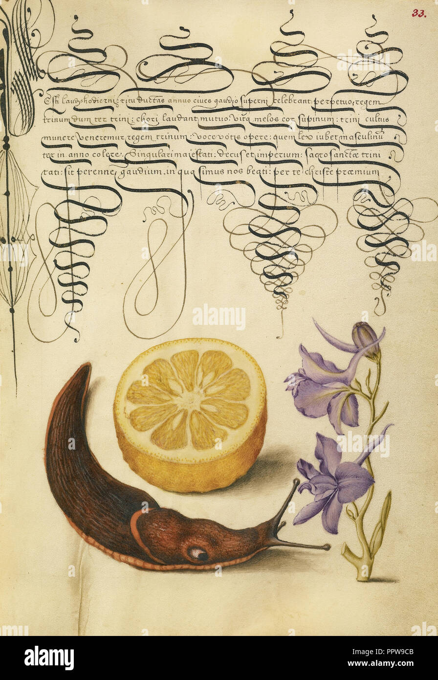 Le Bigaradier, mollusques terrestres, et ; Joris Hoefnagel Larkspur, flamand , hongrois, 1542 - 1600, et Georg Bocskay Hungarian Banque D'Images
