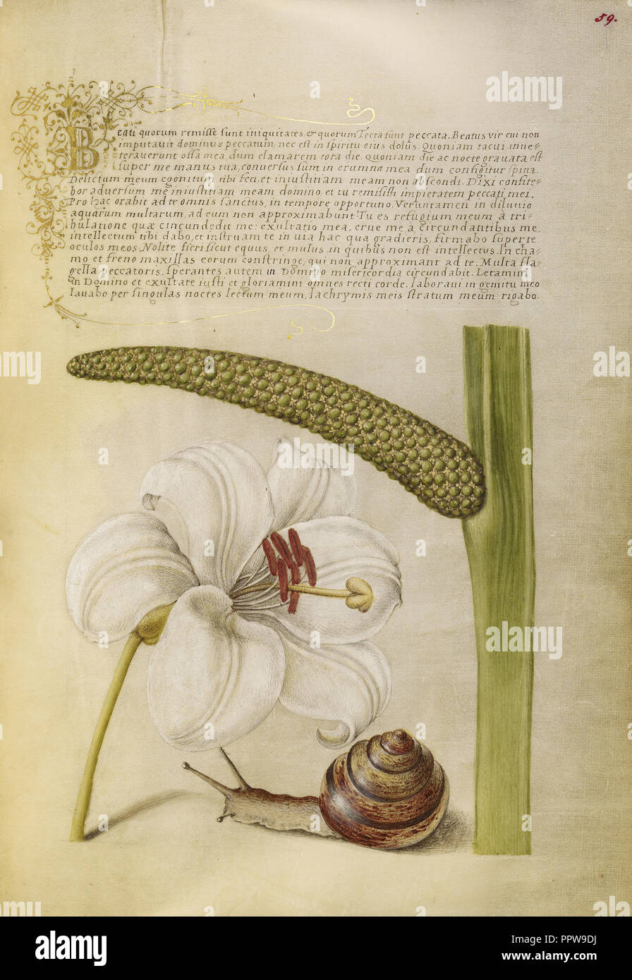 Le lys, terrestres, mollusques et Sweet Flag ; Joris Hoefnagel, flamand , hongrois, 1542 - 1600, et Georg Bocskay Banque D'Images
