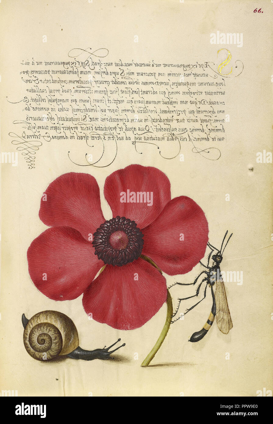 Mollusques terrestres, et l'anémone, pavot ; Joris Hoefnagel Tipule, flamand , hongrois, 1542 - 1600, et Georg Bocskay Banque D'Images