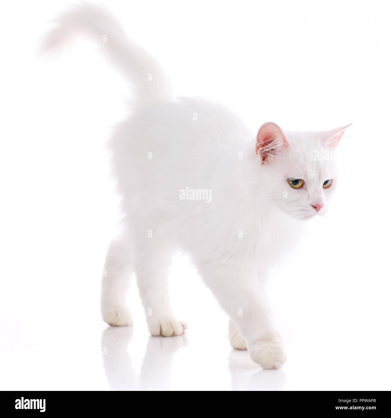 Un chat blanc va sur la table. Isolé sur fond blanc Banque D'Images