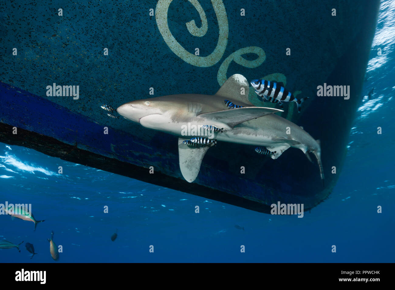 Requin océanique ci-dessous, croisières, Carcharhinus longimanus, Red Sea, Egypt Banque D'Images
