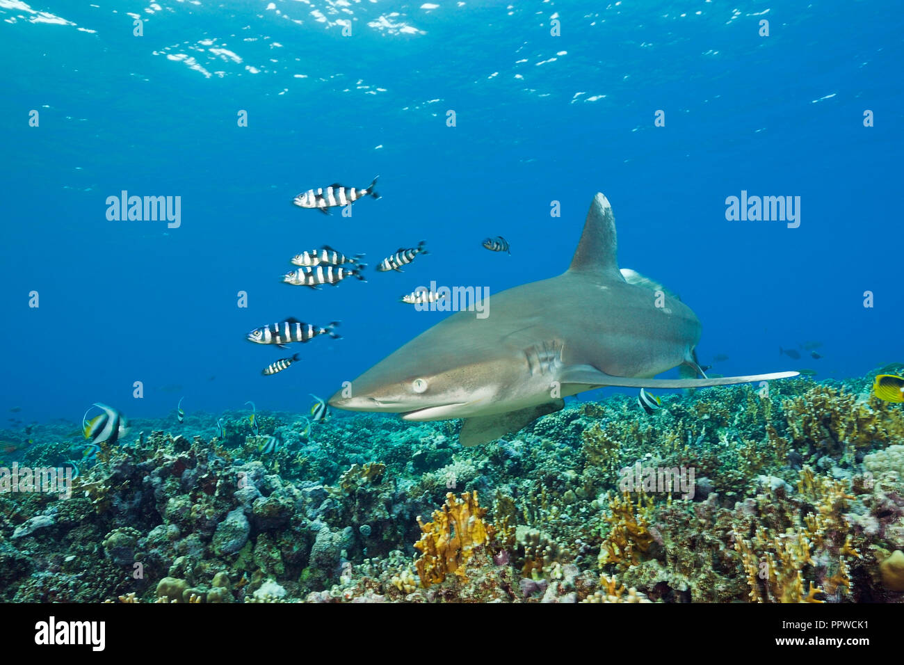 Requin océanique, Carcharhinus longimanus,, Red Sea, Egypt Banque D'Images