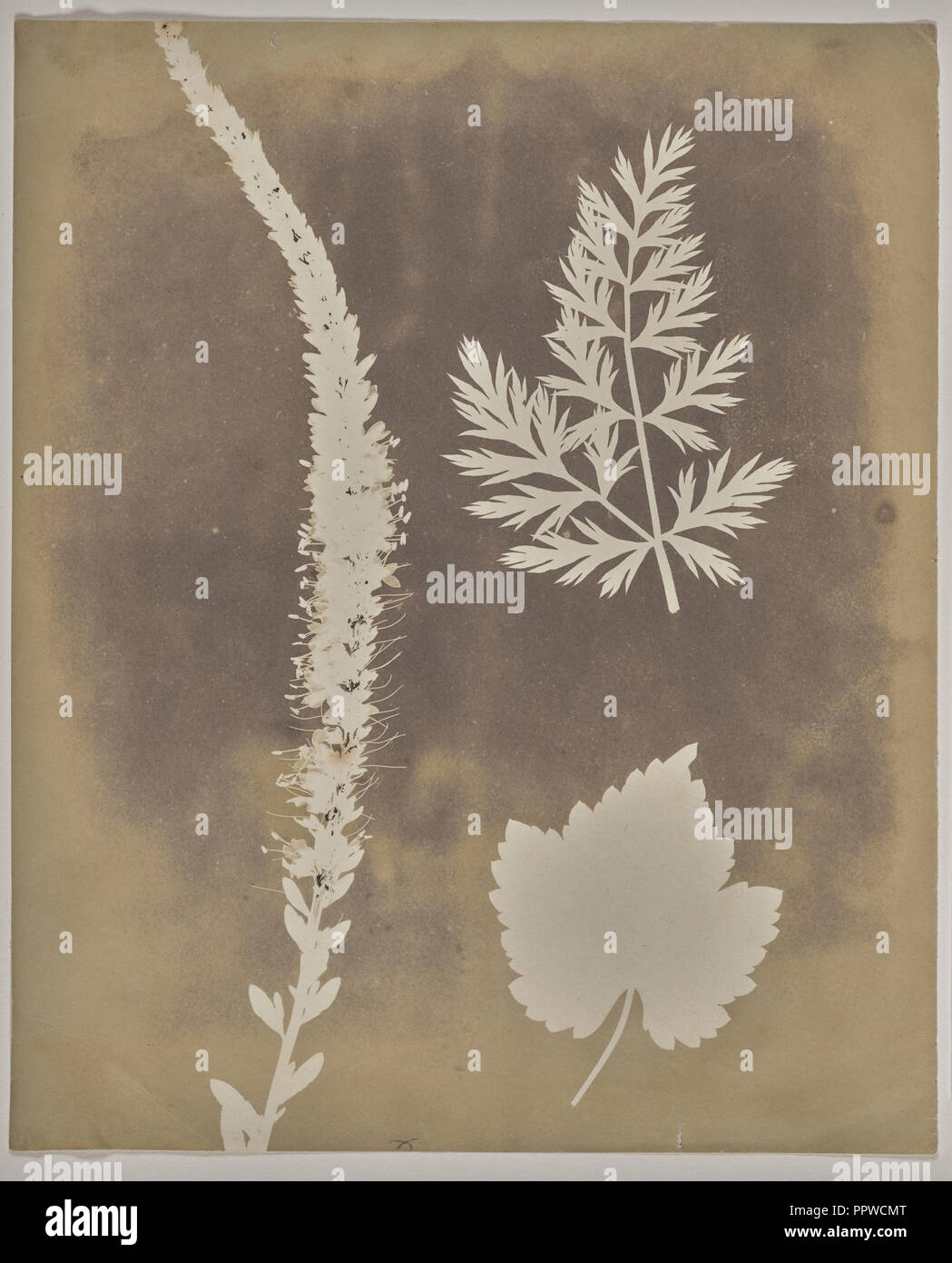 Disposition des spécimens botaniques ; William Henry Fox Talbot, l'anglais, 1800 - 1877, 1839 ; négatif dessin photogénique Banque D'Images