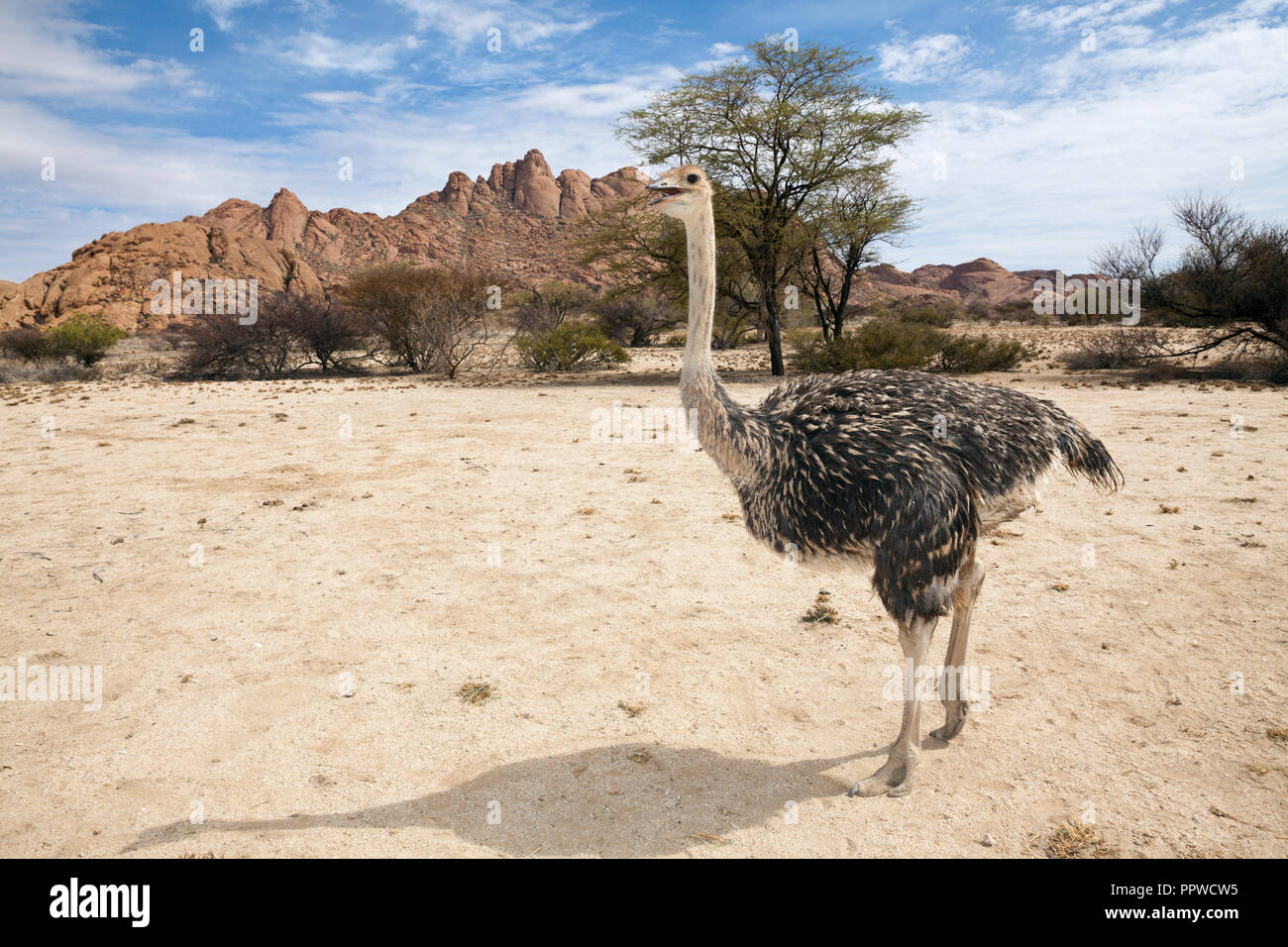 Autruche d'Afrique du Sud, Struthio camelus australis, Spitzkoppe, Namibie Banque D'Images