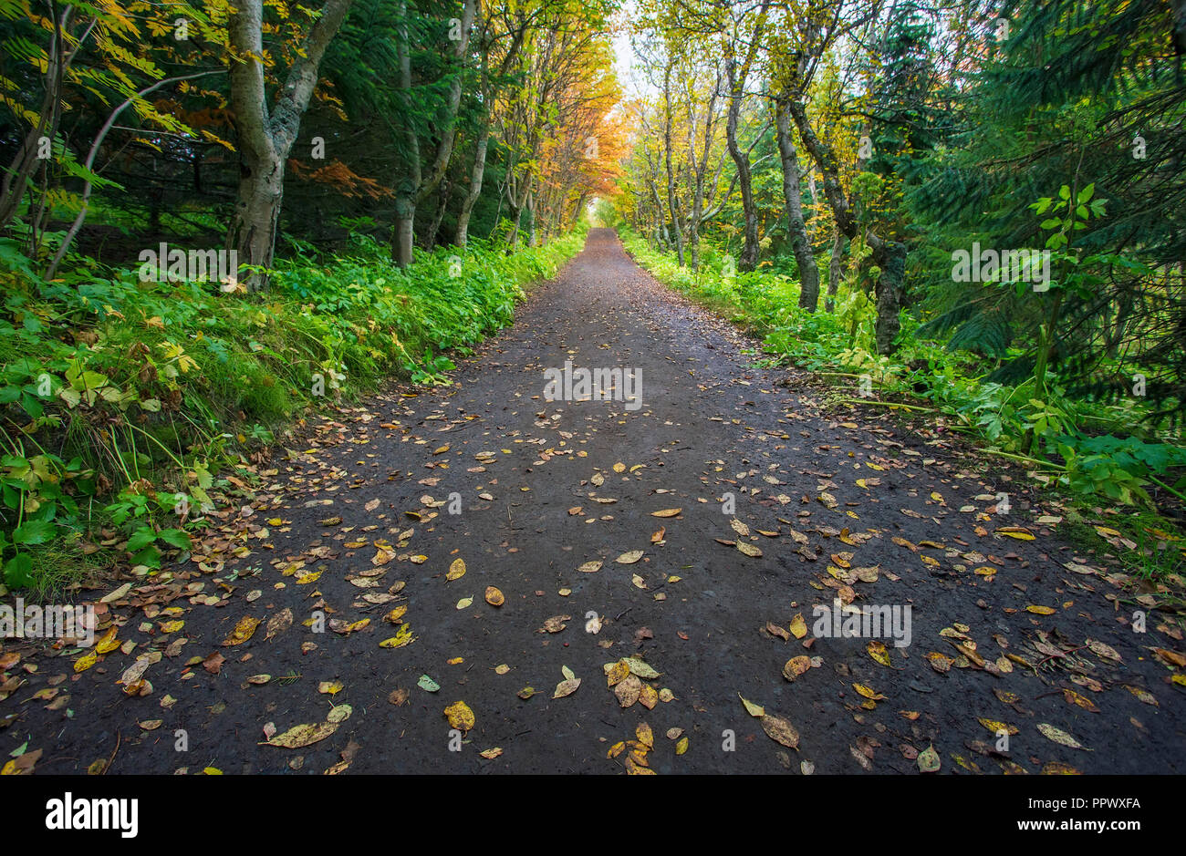 Un sentier de randonnée ornée de couleurs d'automne. Tourné dans la région du lac Myvatn / Höfði d'Islande. Banque D'Images