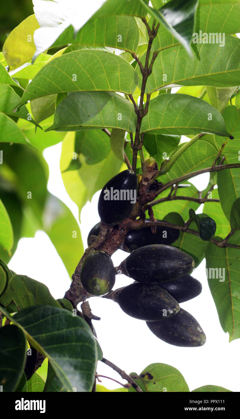 Pili Pili fruits sur un arbre. Banque D'Images