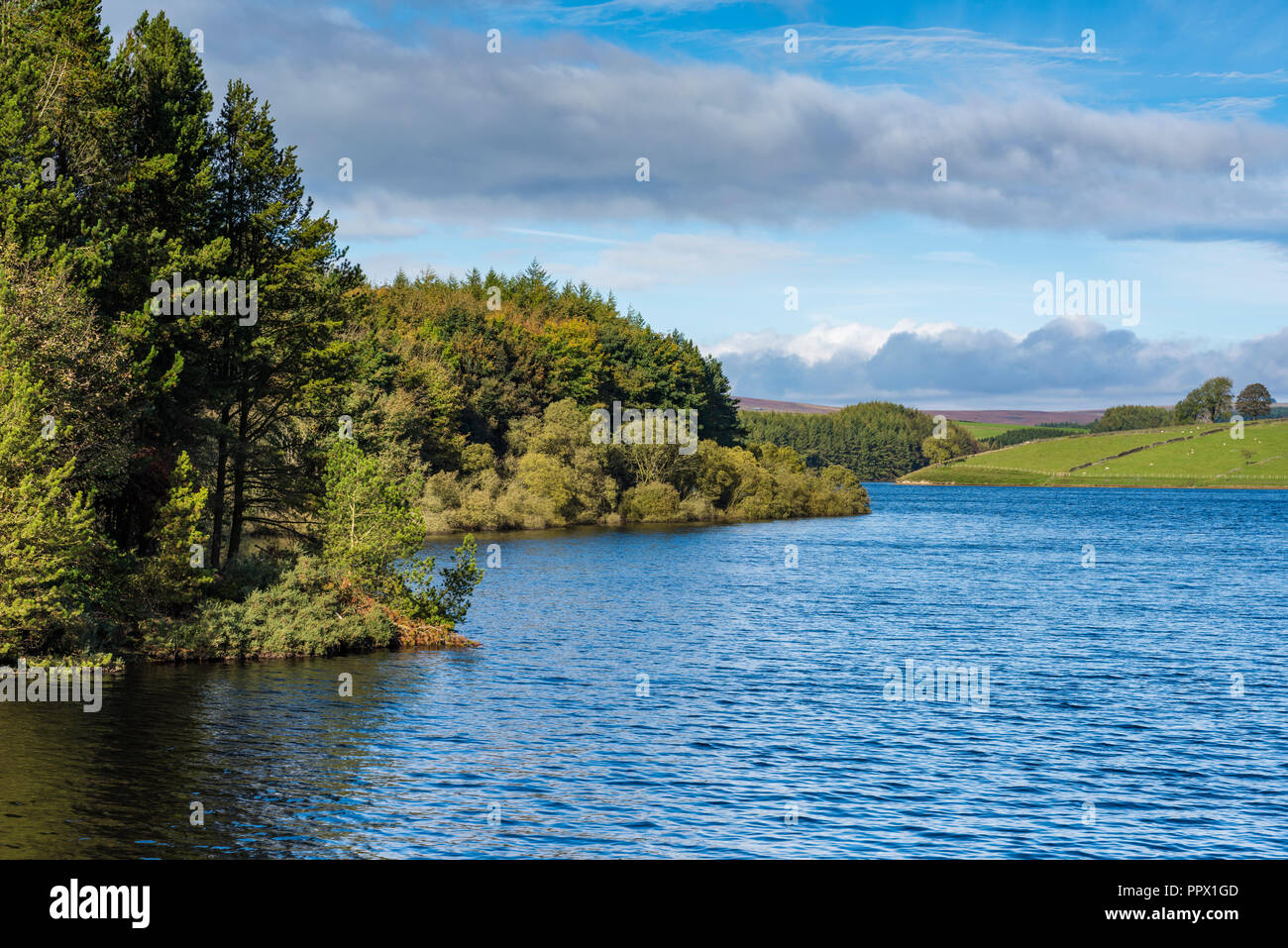 Paysage panoramique vue sur Thruscross avec réservoir woodland ensoleillée au bord de l'eau, sous ciel bleu - Washburn Valley, North Yorkshire, Angleterre, Royaume-Uni. Banque D'Images