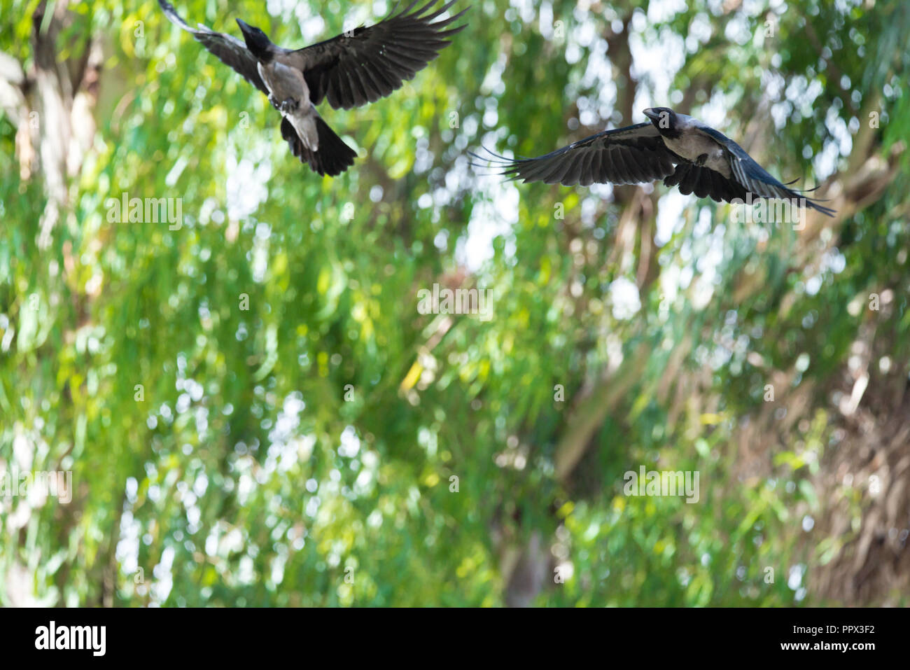 Deux oiseaux Crow Fly voler dans une forêt verte la peur dans l'obscurité et la mort de ciel bleu Banque D'Images