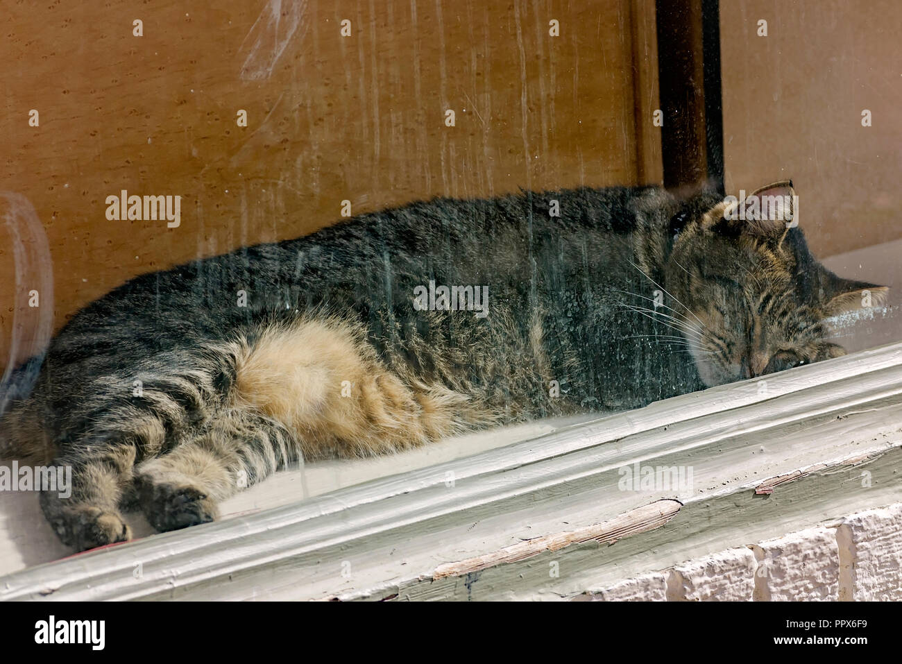 Un chat tigré dort dans une vitrine dans le quartier français, le 15 novembre 2015, à la Nouvelle Orléans, Louisiane. Banque D'Images