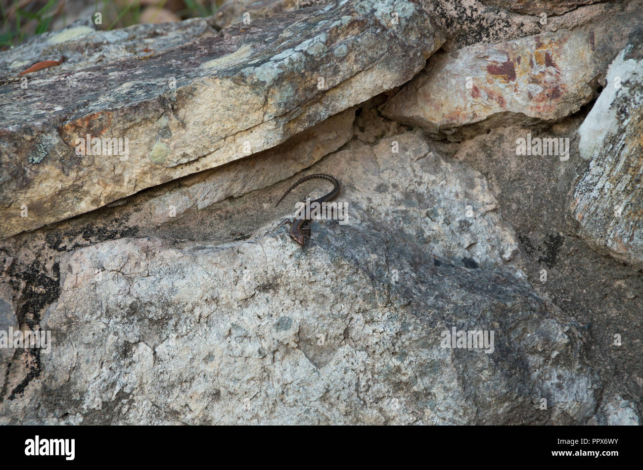 Scinque australienne encore sur une étagère à l'ubajee rock Lookout Banque D'Images