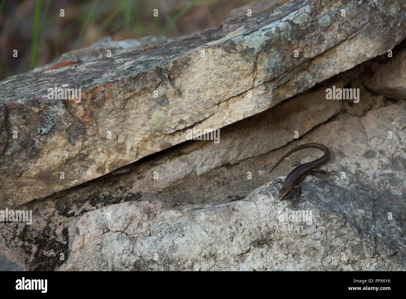 Scinque australienne encore sur une étagère à l'ubajee rock Lookout Banque D'Images