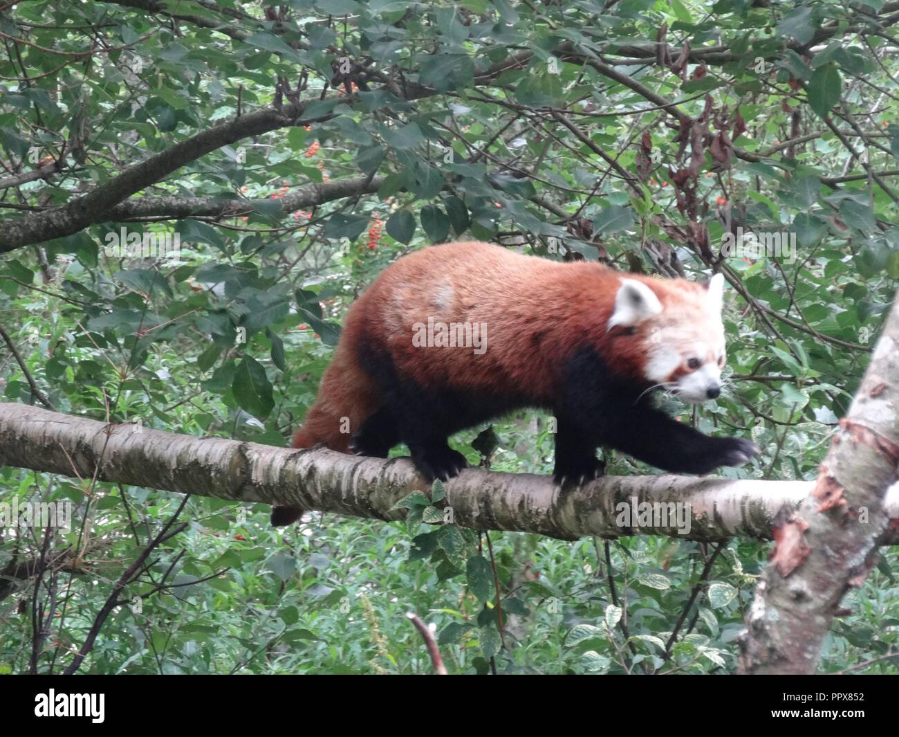 Le panda rouge, le Highland Wildlife Park, Kingussie, Highland, Scotland Banque D'Images
