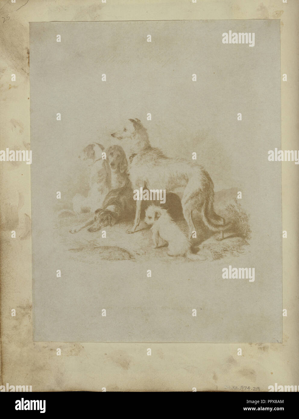 Un groupe de cinq chiens ; anglais ; 1840 ; sur papier salé imprimer à partir d'un calotype négatif ; 18,4 x 14,3 cm 7 1,4 x 5 5,8 dans Banque D'Images