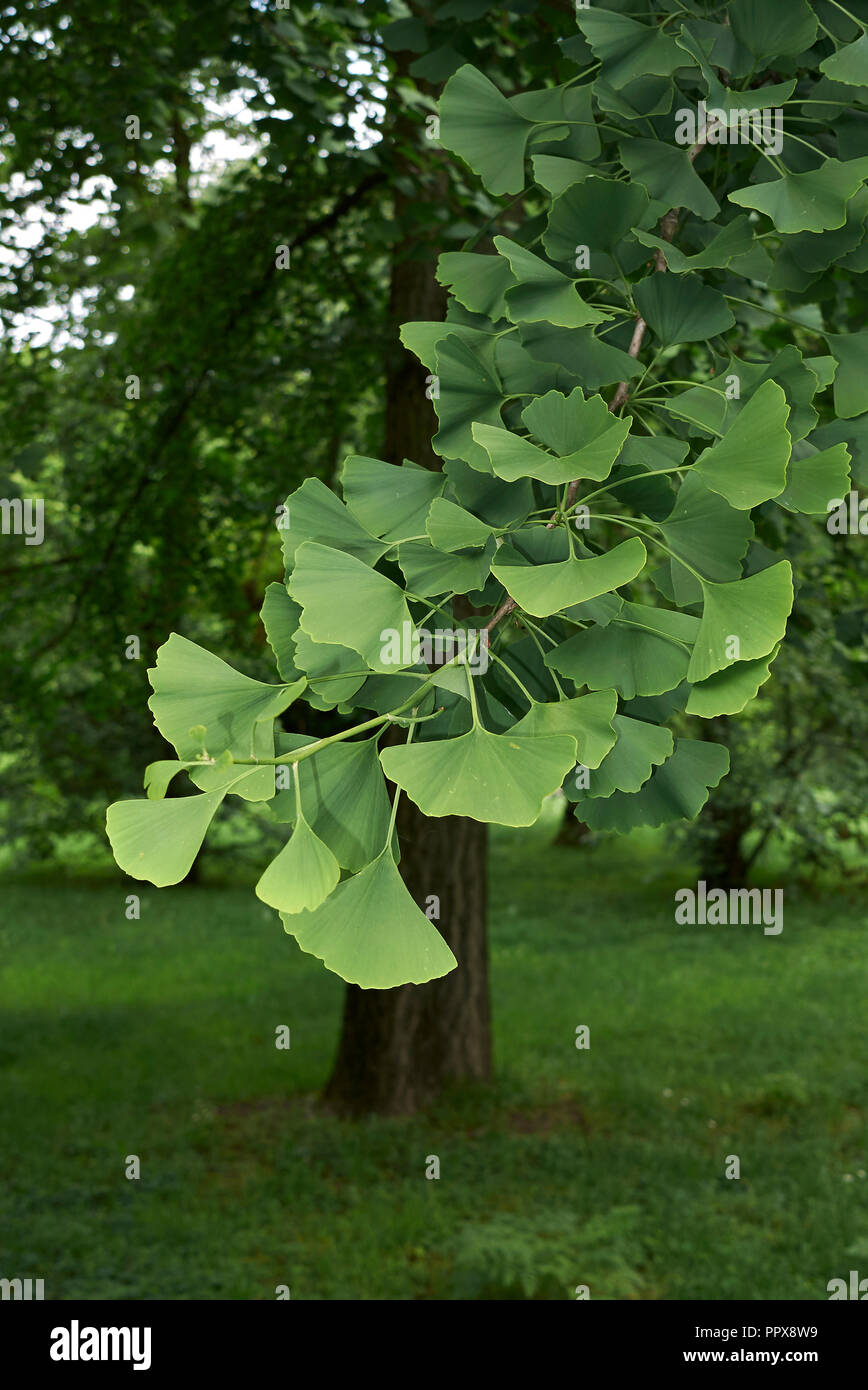 Le Ginkgo biloba feuilles fraîches Banque D'Images