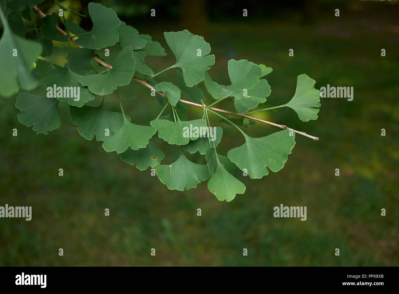 Le Ginkgo biloba feuilles fraîches Banque D'Images