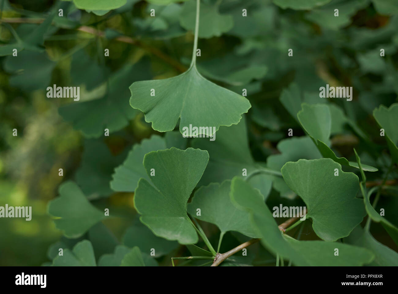 Le Ginkgo biloba feuilles fraîches Banque D'Images