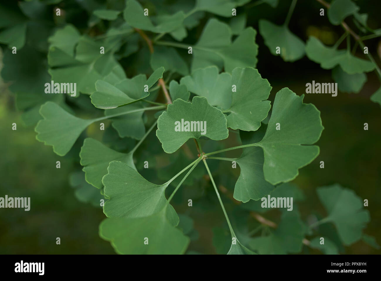 Le Ginkgo biloba feuilles fraîches Banque D'Images