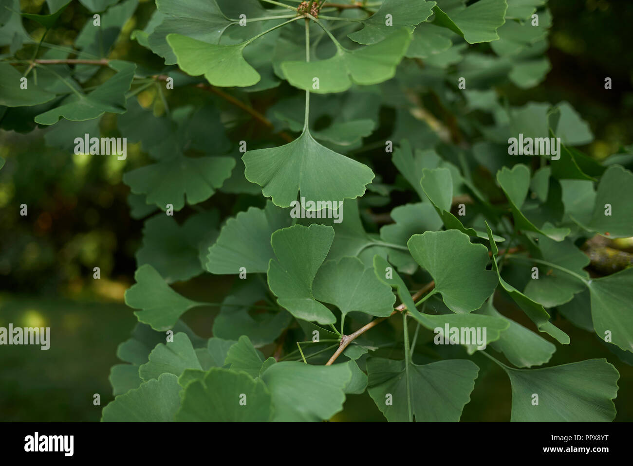 Le Ginkgo biloba feuilles fraîches Banque D'Images