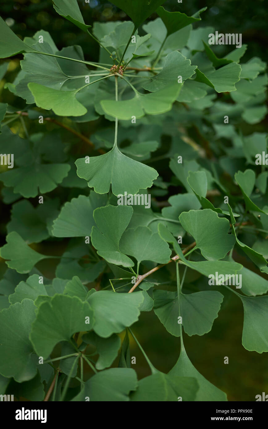 Le Ginkgo biloba feuilles fraîches Banque D'Images