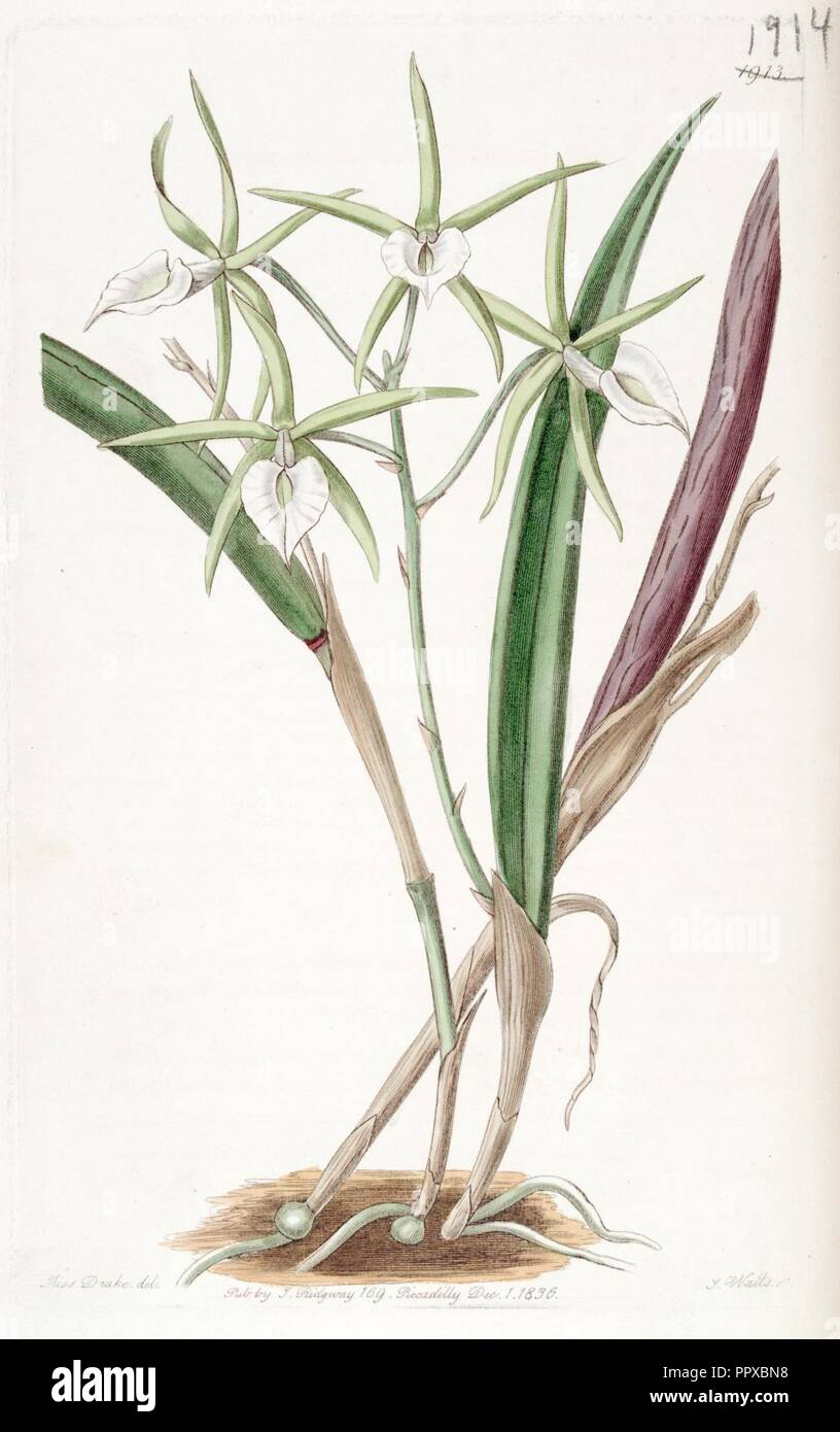 Brassavola Brassavola cordata subulifolia (comme) - Edwards vol 22 pl 1913 (1836). Banque D'Images