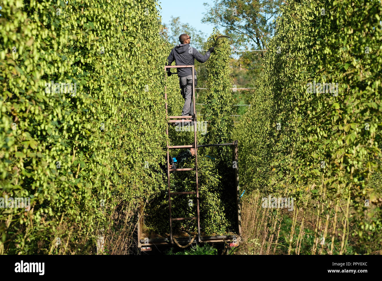 Ferme des stocks, Suckley, Worcestershire - Vendredi 28 Septembre 2018 - Les travailleurs saisonniers de l'UE à partir de la Pologne et de la Bulgarie ( houblon coupe Jester variété ) dans le beau soleil d'automne - après un long été chaud et sec cette années hop le rendement est bas sur les années précédentes. Face à l'incertitude des producteurs au cours des années de la population active en Brexit les négociations se poursuivent. Photo Steven Mai / Alamy Live News Banque D'Images