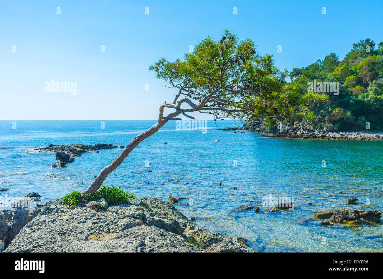 Pine Tree incliné mince sur un rivage rocailleux de Battle Harbour de Phaselis, Turquie. Banque D'Images