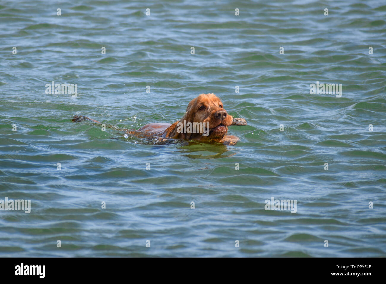 Chien joue dans l'eau de mer Banque D'Images