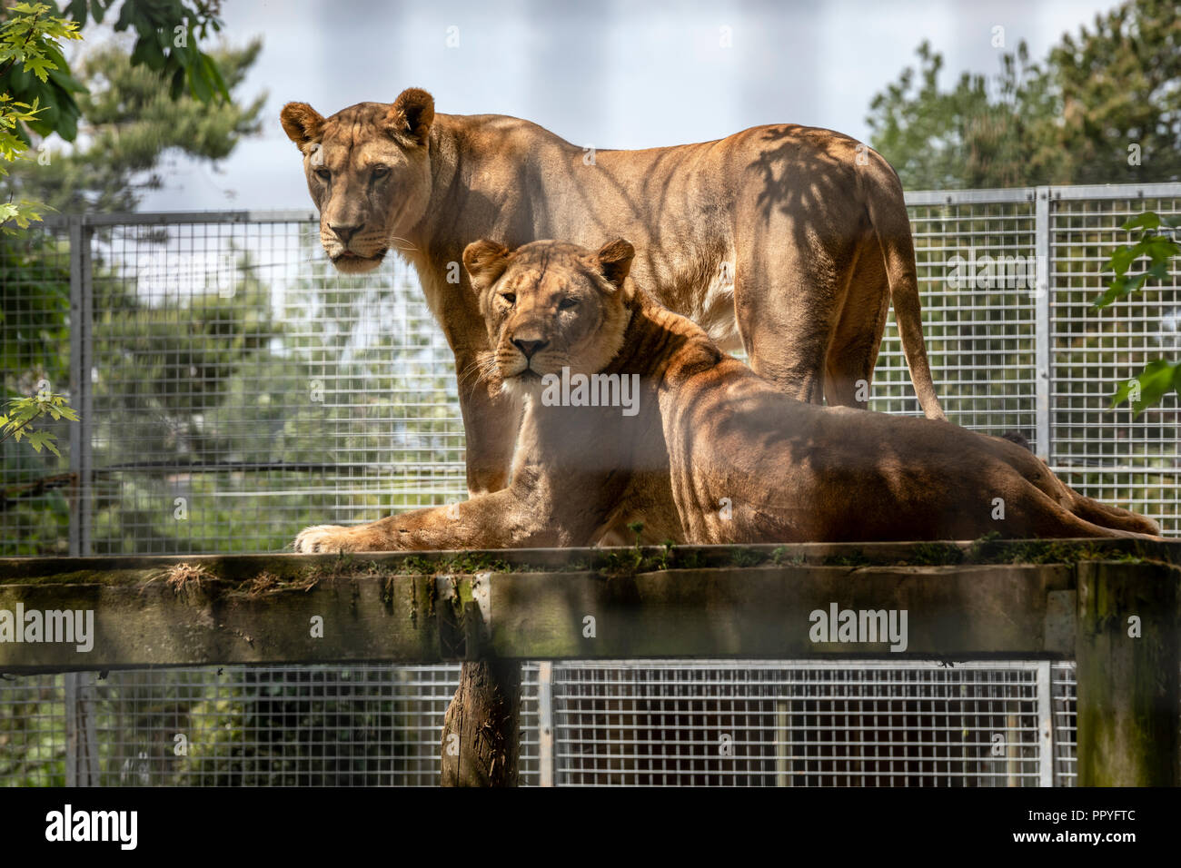 Les Lions africains au Zoo de Newquay, Cornwall Banque D'Images