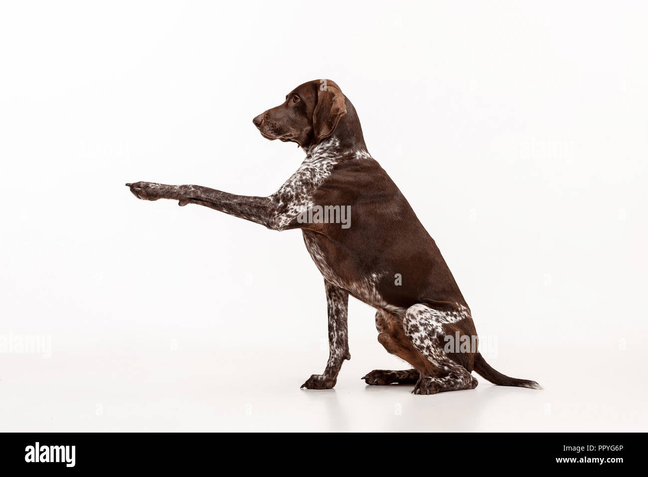 Braque Allemand - chien chiot Kurzhaar isolated on white background studio Banque D'Images