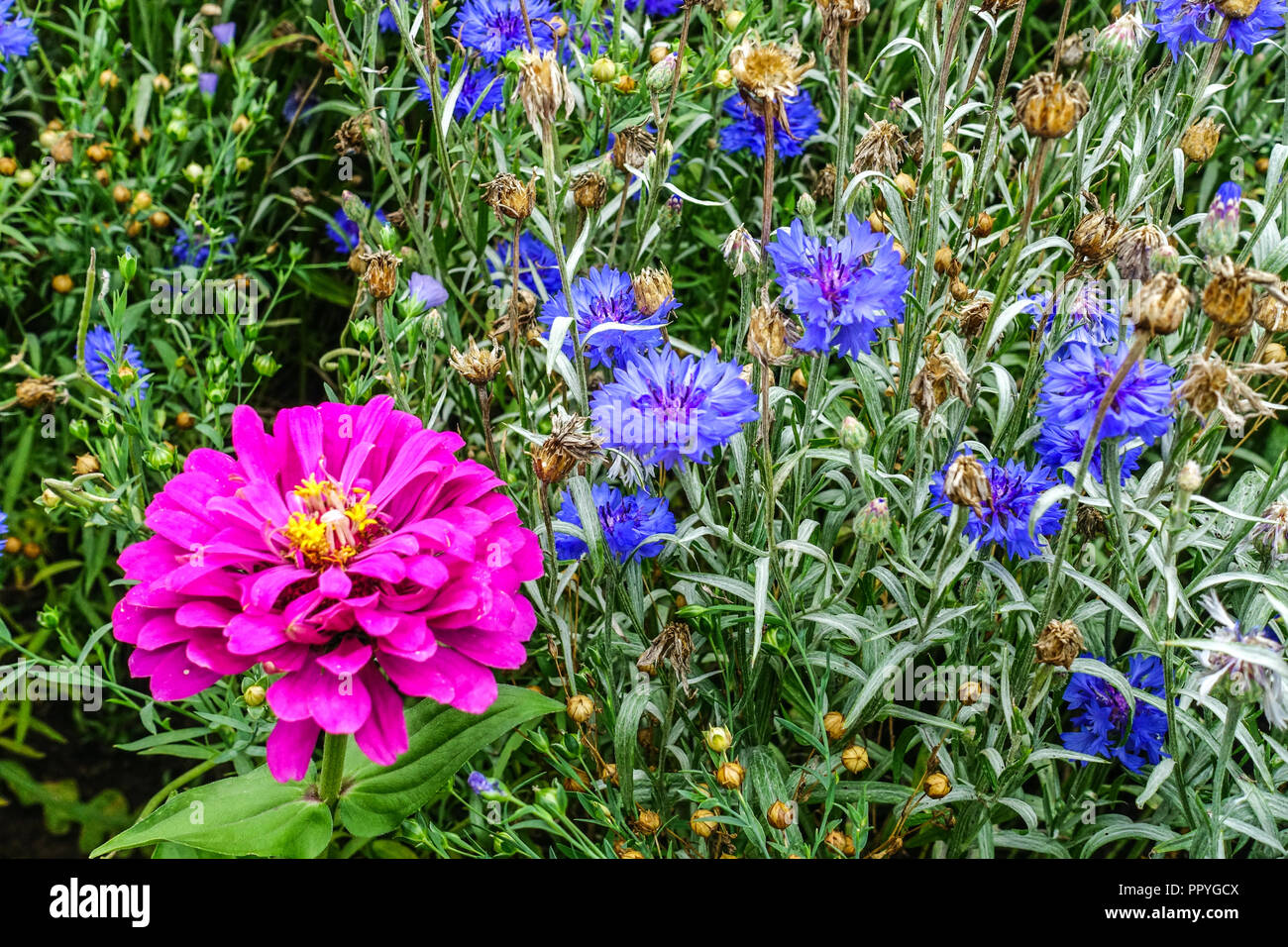 Bleuet, Centaurea cyanus dans le lit de fleurs annuelles bleues, jardin de fleurs de zinnia, croissance, mélange, lit de fleurs Banque D'Images
