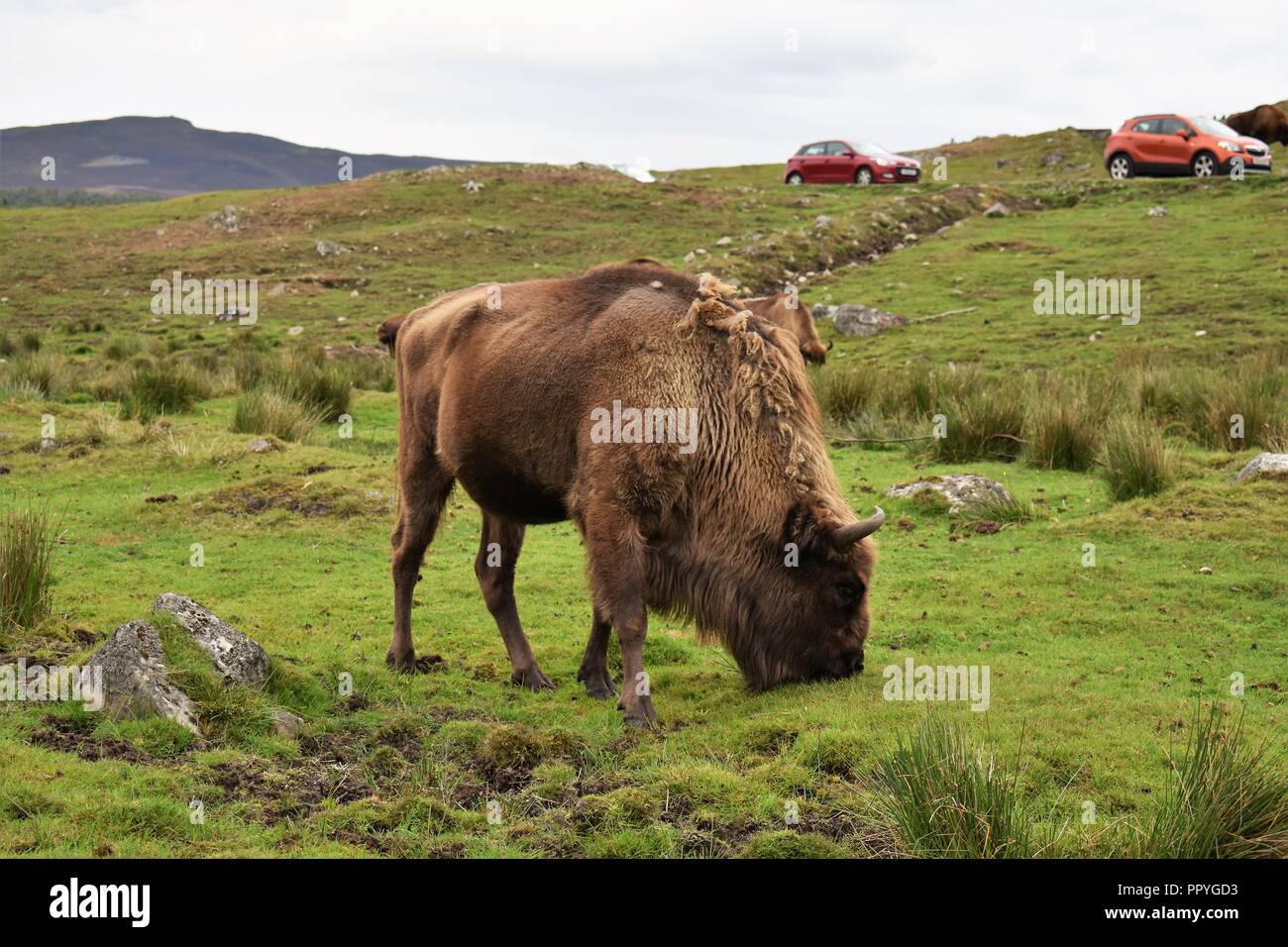 Bison d'Europe, le Highland Wildlife Park, Kingussie, Highland, Scotland Banque D'Images