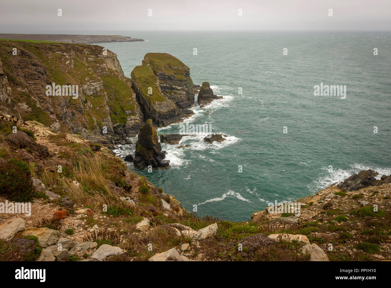 Sur l'île de South Stack sainte, Anglesey, Pays de Galles, Royaume-Uni Banque D'Images